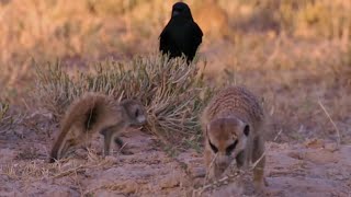 Thief Tries to Steal from Baby Meerkat  BBC Earth [upl. by Ev]