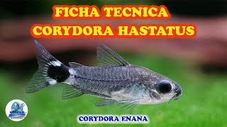 FICHA TECNICA CORYDORA HASTATUS [upl. by Nnawaj833]