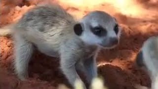 Cute Meerkat Pups Hide in African Desert  BBC Studios [upl. by Stephana]