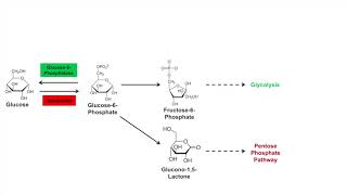 Glycogen Synthesis Glycogenesis Pathway [upl. by Aralc464]