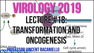 Virology Lectures 2019 18 Transformation and Oncogenesis [upl. by Isabelle]