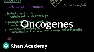 Oncogenes  Biomolecules  MCAT  Khan Academy [upl. by Haliek918]