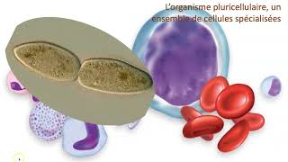 Organisme unicellulaire vs organisme pluricellulaire [upl. by Aryhs]