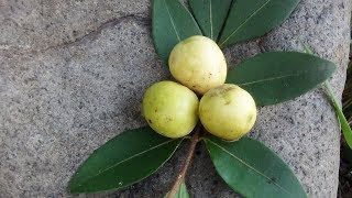 El mirto arrayÃ¡n murta guayabillo Psidium sartorianum [upl. by Dove]