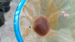 How to culture daphnia moina in a small container Part 1 English Subtitle [upl. by Ahsiam]