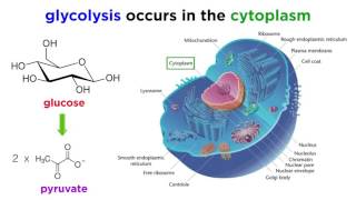 Cellular Respiration Part 1 Glycolysis [upl. by Ahsha]