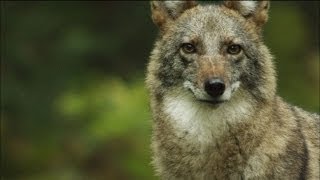 Meet the Coywolf A New Hybrid Carnivore Roams the City  MetroFocus [upl. by Tnecnivleahcim]