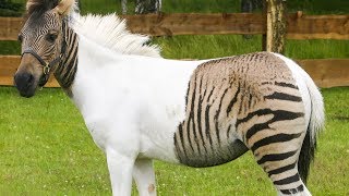 10 Amazing Hybrid Animals That Actually Exist [upl. by Eybba832]