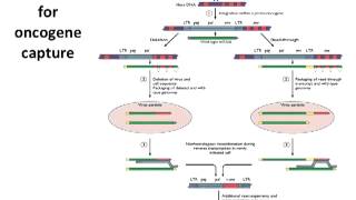 Transformation and Oncogenesis Lecture 19 [upl. by Norrad]