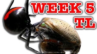 Deadly Spider Vs Christmas Beetle Bug Battle Week 5 Timelapse Educational Video [upl. by Glynias]