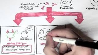 Immunology  Adaptive Immune System [upl. by Ahsahs]