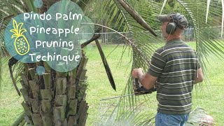 Pruning a Pindo Palm [upl. by Brink]