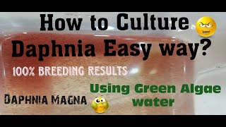 Daphnia MagnaHow to Culture Daphnia Easy wayCulturing Daphnia using Green water Daphnia [upl. by Ikkim]