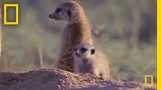 Meerkat Mischief  National Geographic [upl. by Burlie699]