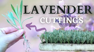 How to Propagate and Grow LAVENDER from CUTTINGS [upl. by Nnairret109]