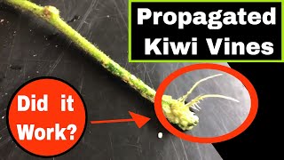 Propagating Kiwi Fruit Vines  It Works [upl. by Dacey206]