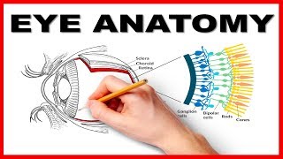 Eye Anatomy and Function  Made Easy [upl. by Paderna365]