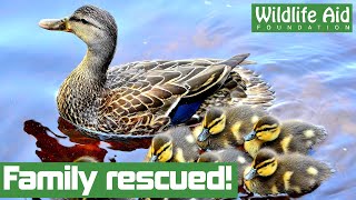 Duck family rescued from FIVE STOREY fall [upl. by Boggers]