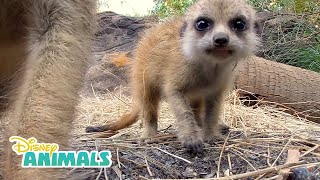 Meerkats  Disney Animals  Disney Junior [upl. by Bred]