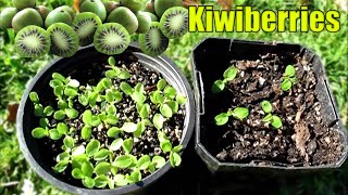 Growing Kiwiberries From Seed  2 Methods [upl. by Winna304]