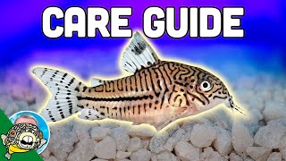 Cory Catfish Care Guide  Aquarium CoOp [upl. by Zeena198]