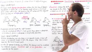 Glycogen Breakdown [upl. by Pedro387]