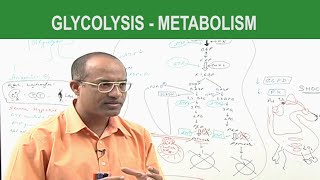 Glycolysis  Metabolism  Dr Najeeb [upl. by Anev]