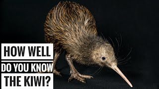 Kiwi Bird  Description Characteristics and Facts [upl. by Ansel]