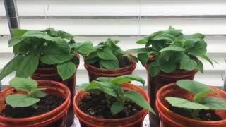 How To Grow A Kiwi Tree Or Vine From Seed Day 53 [upl. by Wagner]