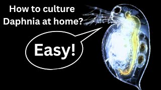 BEST Live Fish Food Beginner guide How to Culture Daphnia at home [upl. by Witty]