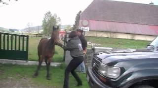 Sauvetage 3 chevaux à Neuchâtel CH [upl. by Erdei256]