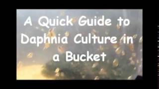 How to culture daphnia outside [upl. by Ponzo]