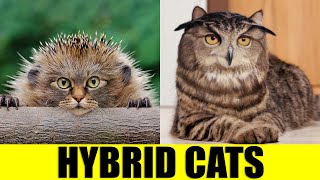 HYBRID CATS  Animals That Dont Exist [upl. by Diarmuid]