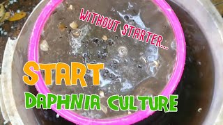 How to culture daphnia moina the easy way 1  Starting the Daphnia culture [upl. by Hsoj]