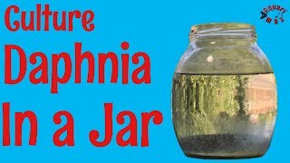 How to Culture Daphnia in a Jar [upl. by Mizuki]