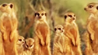 Meerkat Family in Africa  BBC Studios [upl. by Dnaltruoc]