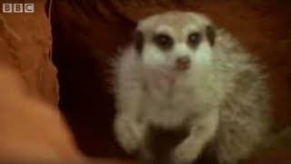 Adorable Baby Meerkats Explore The Wild  BBC Wildlife [upl. by Gnep971]