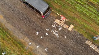 FLIGHT TO THE FINISH  Exploring Wisconsin Pigeon Racing [upl. by Naerb280]