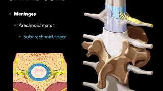 Spinal cord Meninges [upl. by Christianna]