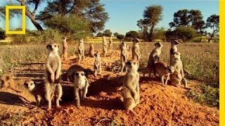 MEERKATS 3D  National Geographic [upl. by Yetnruoc496]