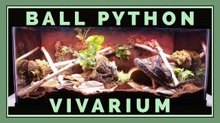 Building a Bioactive Ball Python Vivarium [upl. by Pero756]