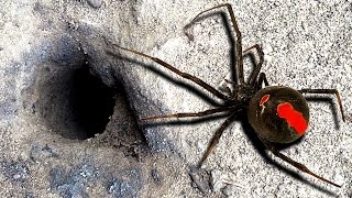 Redback Spider Flamethrower Control amp Mystery Hole [upl. by Iveson]