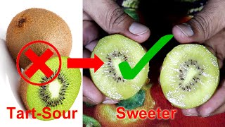 How to Ripen Kiwi Fruit at Home [upl. by Eirellav]