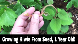 How To Grow A Kiwi Tree or Vine From Seed  1 Year Old [upl. by Anuahc631]