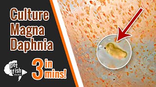 How to culture DAPHNIA MAGNA  The easy way [upl. by Yelnek571]