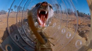 Genius Meerkats Solve Puzzles  BBC Earth [upl. by Rakia]