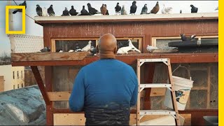 See How Pigeons Saved This Man From a Life on the Streets  Short Film Showcase [upl. by Cassey691]