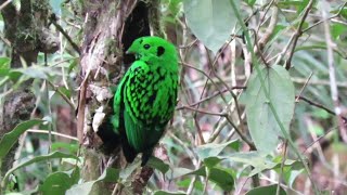 Birds of Mount Kinabalu Borneo [upl. by Coussoule]