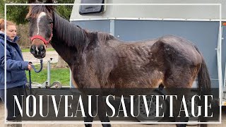 SAUVETAGE  UN PAUVRE CHEVAL DE 7 ANS [upl. by Llenol]