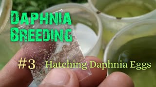 Daphnia Culture made simple and easy 3  Hatching Daphnia eggs [upl. by Oiram]